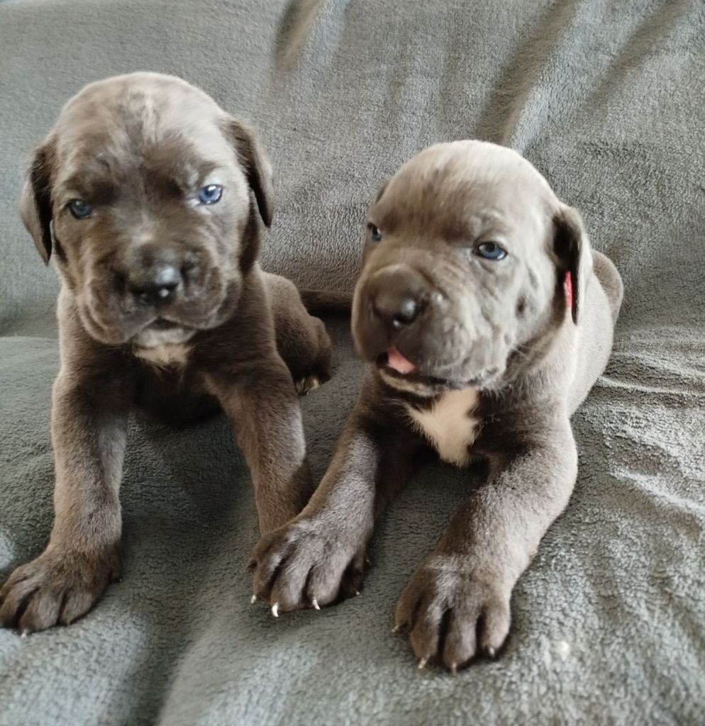 De La Cour De Feu - Chiot disponible  - Cane Corso