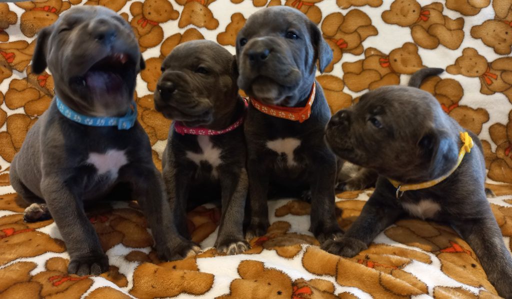 chiot Cane Corso De La Cour De Feu